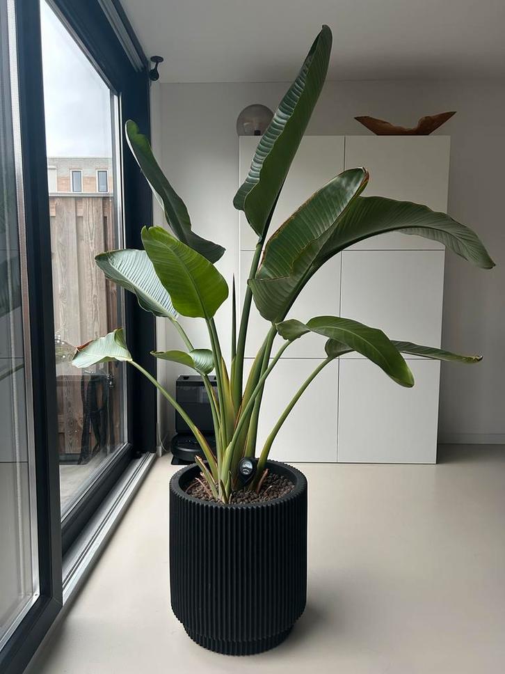 Strelitzia Nicolai - Paradijsvogelplant 190cm, Huis en Inrichting, Kamerplanten, Overige soorten, 150 tot 200 cm, Groene kamerplant