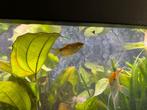 Gourami goud 4x, Dieren en Toebehoren, Vissen | Aquariumvissen, Vis