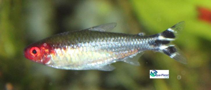 Roodneus Zalm, Dieren en Toebehoren, Vissen | Aquariumvissen, Zoetwatervis, Vis, Schoolvis