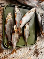 Mooie Aasvissen, 15 - 28 cm, Ophalen, Zo goed als nieuw, Overige typen