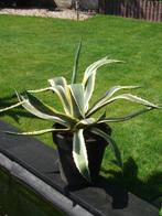 agave, Tuin en Terras, Volle zon, Vaste plant, Bloeit niet, Ophalen