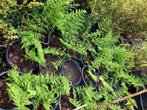 Varen tuinplant, staan in de kuip , dus zo mee . 60 cm hoog., Ophalen, Vaste plant, Varens, Halfschaduw