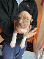 Pitbull x Amerkaanse Stafford pups, 8 tot 15 weken, American Staffordshire Terriër, Teef, Parvo