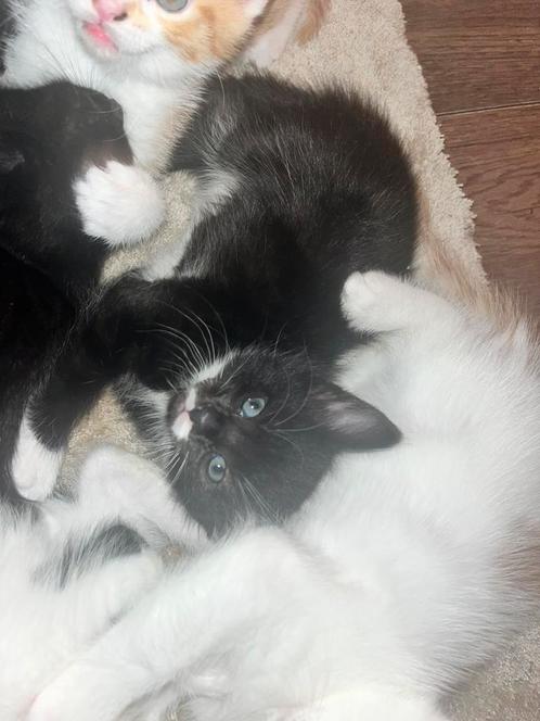 De liefstw 1/2 noorse boskat kittens, Dieren en Toebehoren, Katten en Kittens | Dekkaters, 0 tot 2 jaar