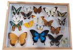 Grote vlinderlijst met opgezette Vlinders nr 1, Ophalen of Verzenden, Zo goed als nieuw, Insect, Opgezet dier