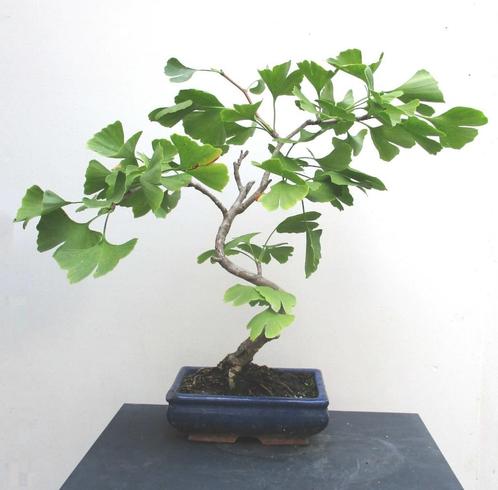 Ginkgo Biloba Bonsai- Tempelboom, Tuin en Terras, Planten | Bomen, Overige soorten, Minder dan 100 cm, Halfschaduw, Bloeit niet