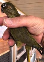 Bruinoor grijsgroen en split 2025, Meerdere dieren, Parkiet