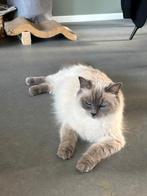 Zwangere Ragdoll poesje!, Dieren en Toebehoren, Poes