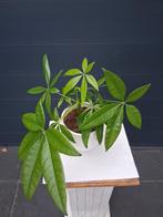 Pachira Aquatica (Geldboom) in pot, Ophalen