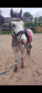 2 knappe pony's met stamboom, Dieren en Toebehoren, Pony's, Gechipt, 3 tot 6 jaar, C pony (1.27m tot 1.37m), Onbeleerd