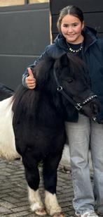 🩷🌸Super knappe en brave stamboek  beauty🫶🩷zwart/bont, Dieren en Toebehoren, Pony's, Gechipt, Ruin, Niet van toepassing, 3 tot 6 jaar