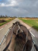 Menmaatje gezocht! Grote Shetlander of Shetlander kruising, Dieren en Toebehoren, Ophalen, Overige soorten