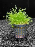micranthemum monte carlo 5 cm pot € 4,25, Dieren en Toebehoren, Vissen | Aquaria en Toebehoren, Ophalen of Verzenden, Nieuw, Plant(en), Steen of Hout