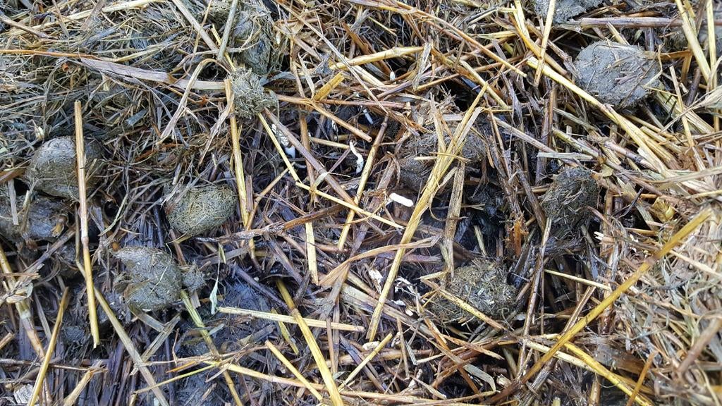 Gratis paardenmest op stro voor een gezonde tuin, Ophalen, Mest