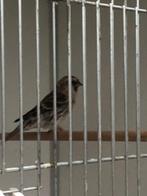 Te koop Noordse barmsijzen, Meerdere dieren, Wildzangvogel, Geringd
