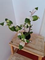 Maidens blush, Huis en Inrichting, Kamerplanten, Ophalen, Overige soorten, Minder dan 100 cm