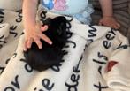 Cavia zoekt goed huis, Dieren en Toebehoren, Knaagdieren, Maart, Mannelijk, Cavia