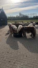 Hulp gezocht, Dieren en Toebehoren, Paarden en Pony's | Overige Paardenspullen, Nieuw, Ophalen of Verzenden, Dressuur