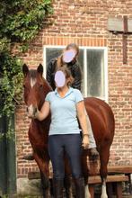 Verzorger gezocht voor mijn merrie evi! 15+, Dieren en Toebehoren, Stalling en Weidegang