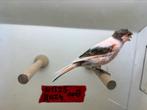 Harlekijn kanarie pop, Dieren en Toebehoren, Vogels | Kanaries, Vrouwelijk, Kleurkanarie