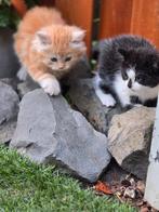 Lieve, rode. langharige en super sociale kitten, Dieren en Toebehoren, Katten en Kittens | Raskatten | Langhaar, Meerdere dieren