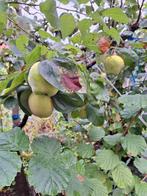 Kweeperen boom, Tuin en Terras, Planten | Fruitbomen, Ophalen, Lente