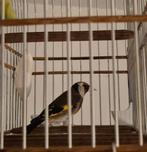 Marokkaans Parva Man 25, Mannelijk, Wildzangvogel, Tam