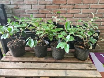 Olijfwilg haagplanten potgekweekt ca. 30 cm beschikbaar voor biedingen