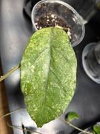 Hoya sp. Bahoi, Huis en Inrichting, Kamerplanten, Ophalen of Verzenden, Halfschaduw, Minder dan 100 cm