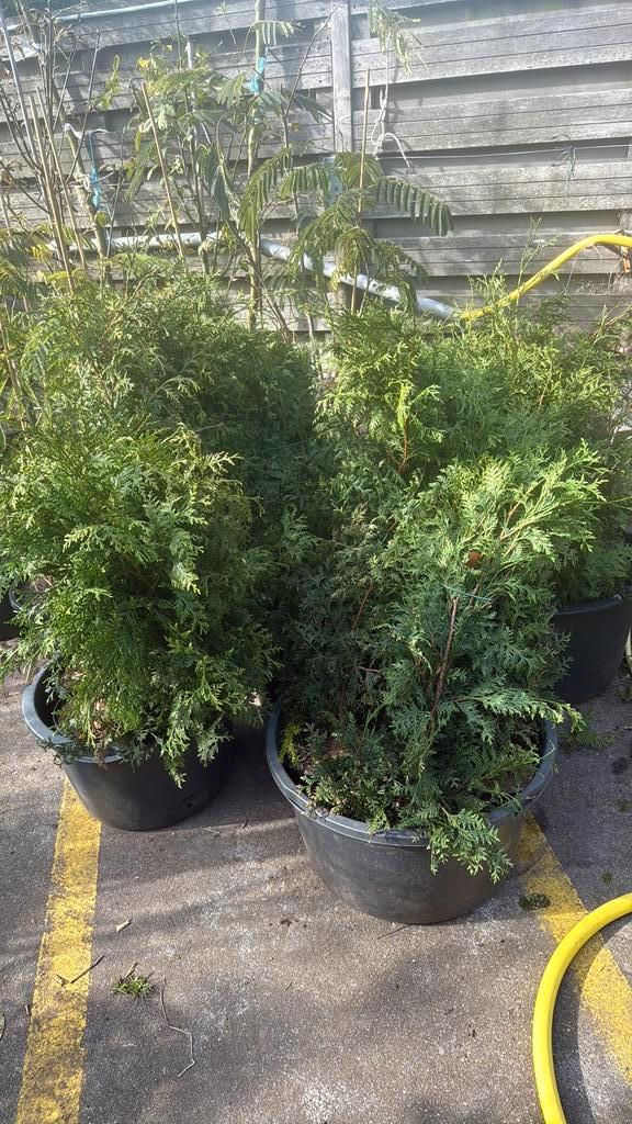 Tuja hoog 100cm partij moet nodig in de grond doe bod partij, Tuin en Terras, Planten | Tuinplanten, Vaste plant, Overige soorten