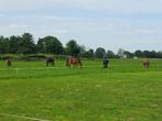 Rusthuis-pensioenstal heeft plek v. 2 ruinen!!, Weidegang, 2 of 3 paarden of pony's