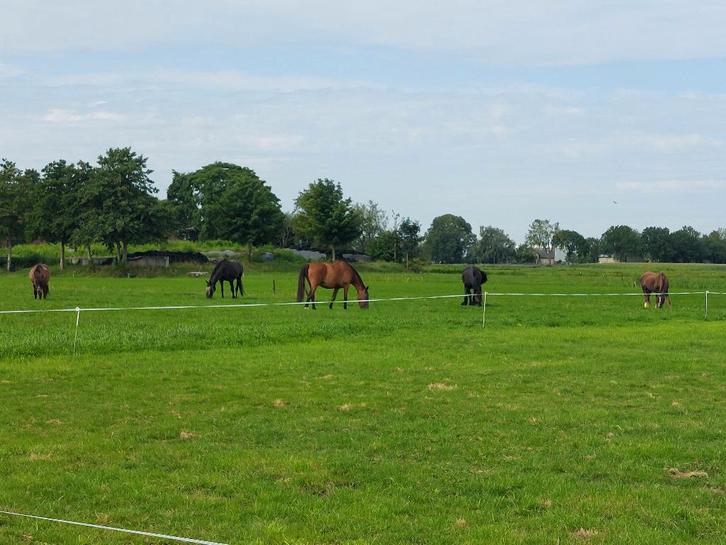 Rusthuis-pensioenstal heeft plek v. 2 ruinen!!, Dieren en Toebehoren, Stalling en Weidegang, Weidegang, 2 of 3 paarden of pony's