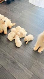 We zoeken liefdevolle thuisjes voor 7 pluizige engeltjes, Dieren en Toebehoren, Honden | Chihuahua's en Gezelschapshonden, Overige rassen