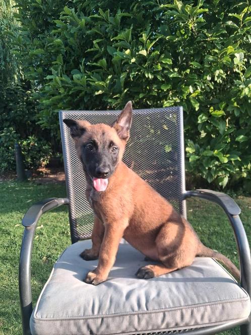 Mechelse herder pups, Dieren en Toebehoren, Honden | Herdershonden en Veedrijvers, Meerdere dieren, Herder, Fokker | Hobbymatig