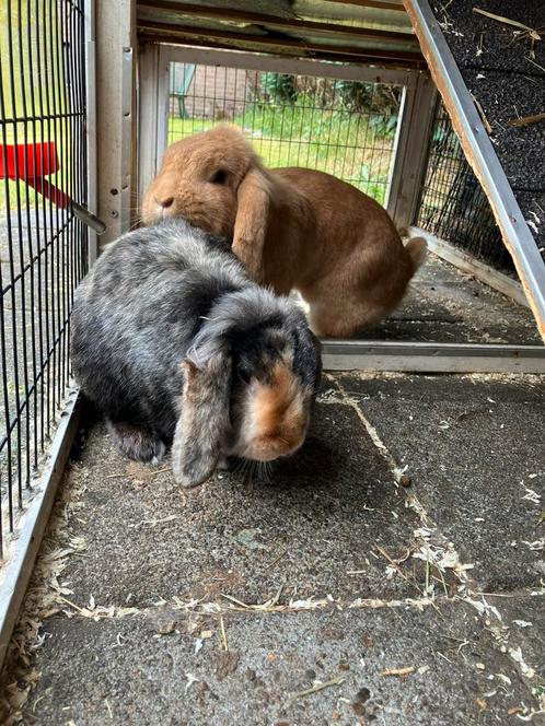 Koppel konijnen, Dieren en Toebehoren, Konijnen, Meerdere dieren