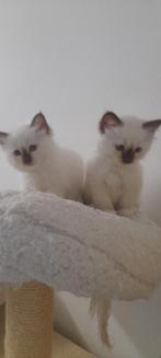 Heilige Birmaan kittens tekoop, Dieren en Toebehoren, Katten en Kittens | Raskatten | Langhaar, Meerdere dieren, Gechipt, 0 tot 2 jaar