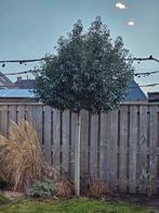 Portugese Laurierboom op stam, Tuin en Terras, Planten | Bomen, Overige soorten, Lente, 100 tot 250 cm, Ophalen