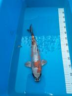 Doitsu kikuryu 37 cm, Dieren en Toebehoren, Karper of Koi