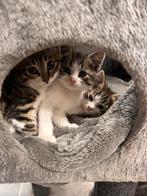 Prachtig nestje kittens, Dieren en Toebehoren, Katten en Kittens | Overige Katten, Meerdere dieren, Kortharig, 0 tot 2 jaar