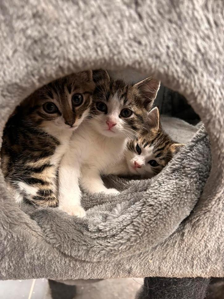 Prachtig nestje kittens, Dieren en Toebehoren, Katten en Kittens | Overige Katten, Kortharig, Meerdere dieren, 0 tot 2 jaar