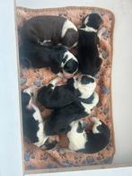 Bordercollie- Australian Shepherd-  Engelse setter, 8 tot 15 weken, Meerdere, Meerdere dieren, Middel