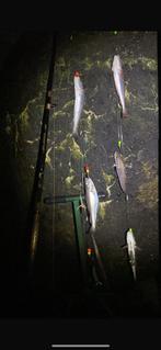 Paternoster vislijn wijting schar 10st €15,95 gratis verzend, Watersport en Boten, Hengelsport | Zeevissen, Ophalen of Verzenden