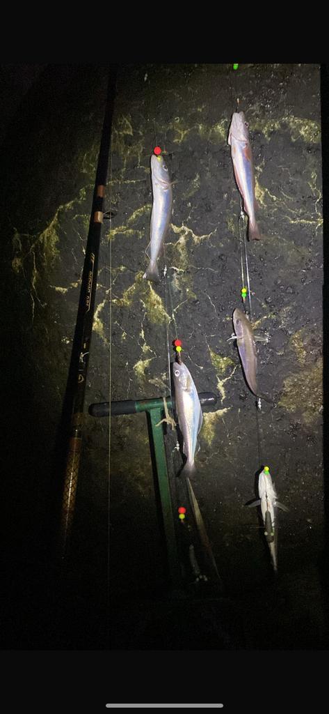 Paternoster vislijn wijting schar 10st €15,95 gratis verzend, Watersport en Boten, Hengelsport | Zeevissen, Nieuw, Vislijn, Ophalen of Verzenden