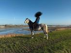 te koop brave b pony, Dieren en Toebehoren, Merrie, B pony (1.17m tot 1.27m), Springpony, 7 tot 10 jaar