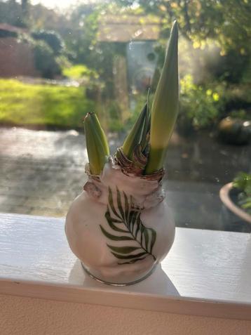 Amaryllis bol beschikbaar voor biedingen