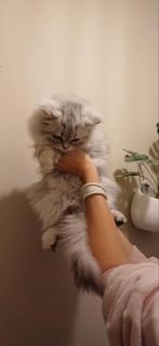 Britse Silver Shaded langhaar kitten kater, Dieren en Toebehoren, Kater, Ontwormd