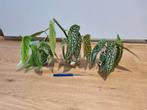 Stippenbegonia stekjes, Ophalen, Overige soorten, Minder dan 100 cm
