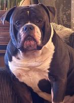 Amerikaanse bulldog, bijna 2 jaar, reu, Reu, 1 tot 2 jaar, Bulldog, Eén hond