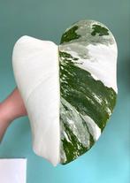 Topkwaliteit half moon witte Monstera Albo Variegata Stek, Ophalen, Overige soorten, Minder dan 100 cm
