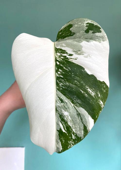 Topkwaliteit half moon witte Monstera Albo Variegata Stek, Huis en Inrichting, Kamerplanten, Overige soorten, Minder dan 100 cm